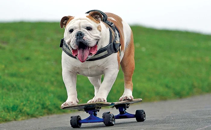 Kiko este cel mai talentat bulldog englez din Shiremoor