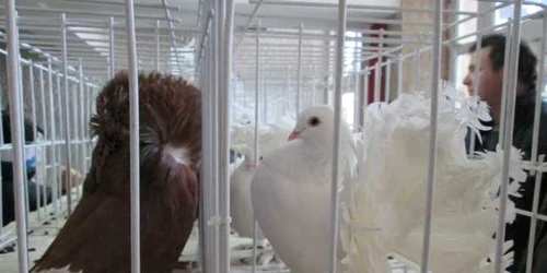 Columbofilii din Vâlcea