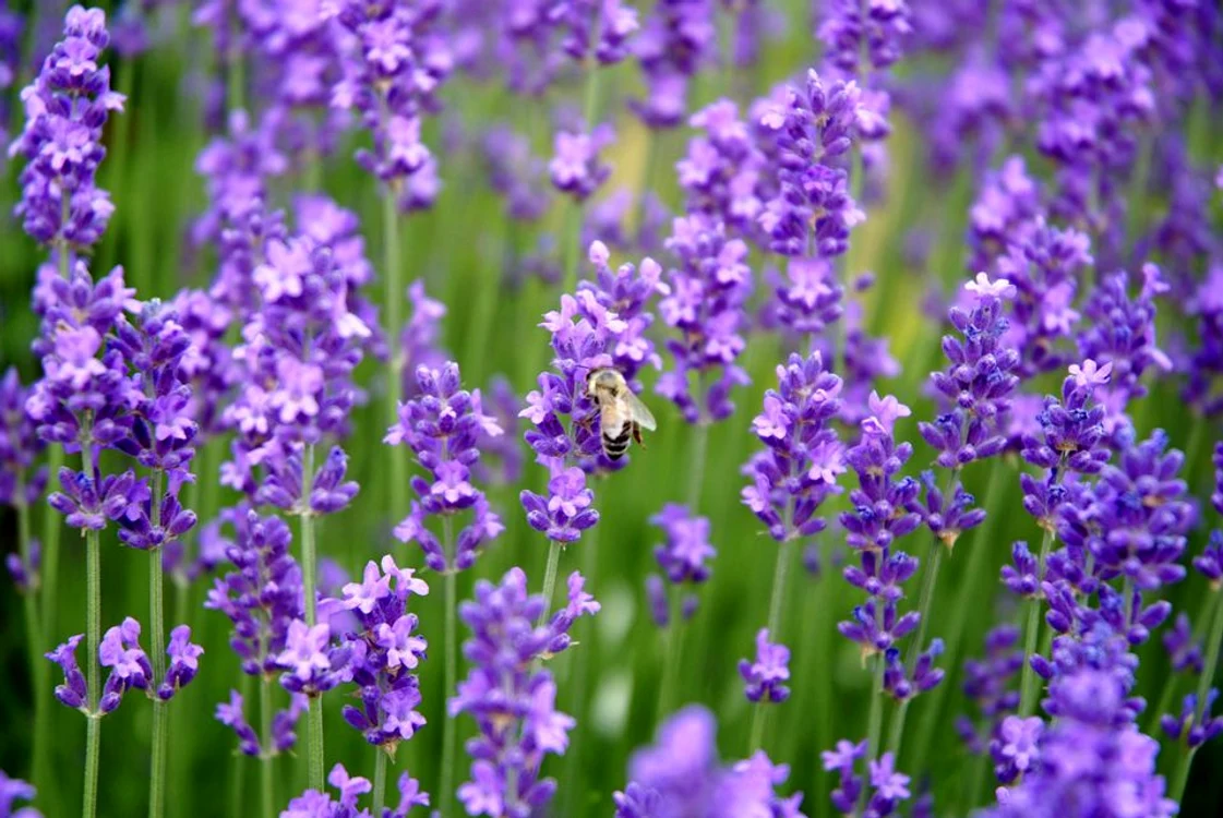 lavanda jpg jpeg