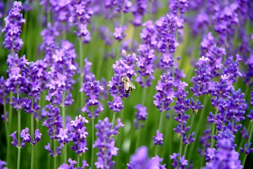 lavanda jpg jpeg
