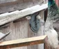 zoo bistrita 5