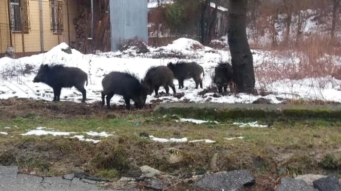 Mistreţi în Călimăneşti - Căciulata, în martie 2018, Foto: gazetavalceana.ro