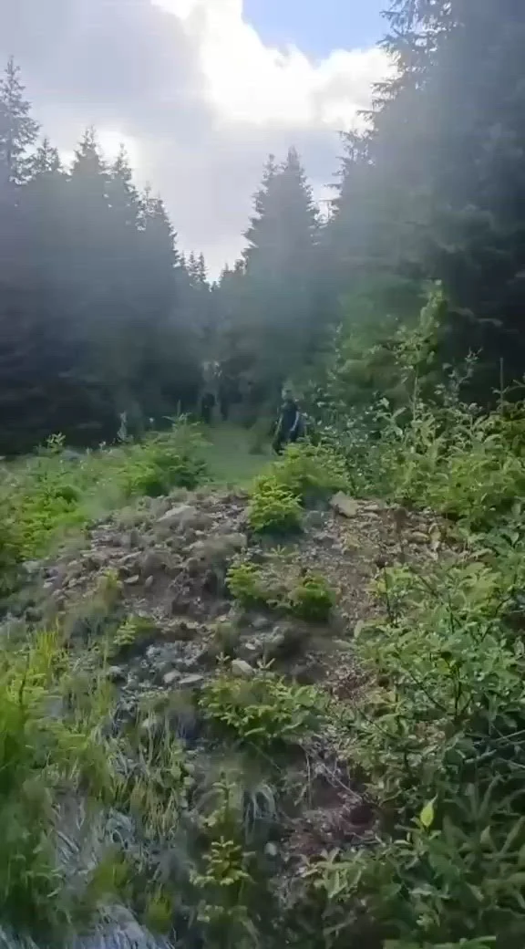 37 de turiști polonezi au fost escortați de jandarmi după întâlnirea cu o ursoaică și puiul ei pe un traseu din Munții Călimani
