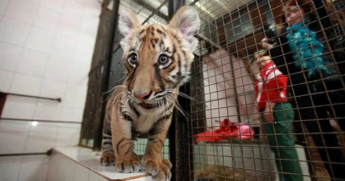 Puii de tigru vin de la Grădina Zoologică din Călăraşi. FOTOArhivă.