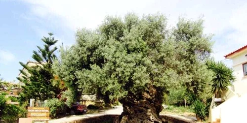 Cel mai vechi măslin din lume. FOTO