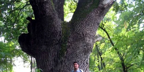 Braniştea Catârilor- stejar brumăriu cu vârsta cuprinsă între 450-500 ani, declarat monument al naturii şi pus sub protecţie integrală.