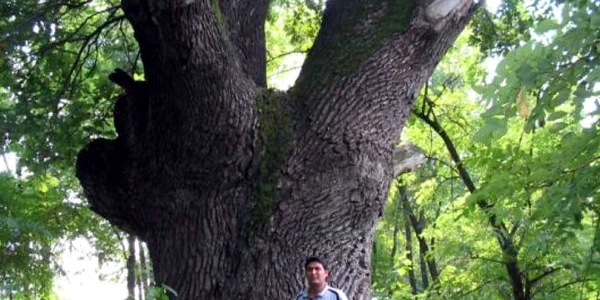 Braniştea Catârilor- stejar brumăriu cu vârsta cuprinsă între 450-500 ani, declarat monument al naturii şi pus sub protecţie integrală.