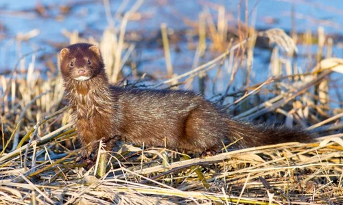 1 nurca americana jpg jpeg