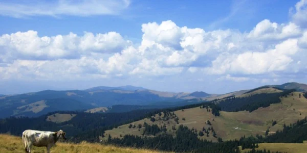 vatradornei