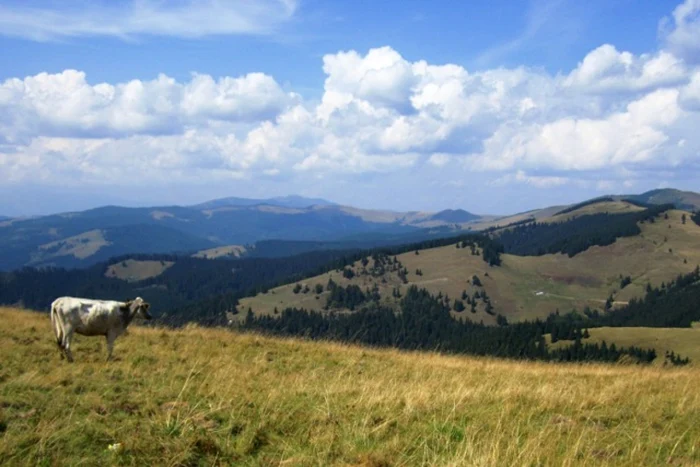 Ţinuturile Dornelor fascinează orice suflet sensibil; Foto: Alexandra Şerban