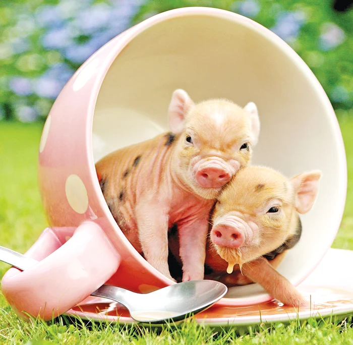 Încap într-o ceşcuţă