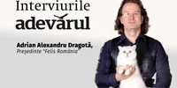 Și pisicile vor plăti TVA mărit mp4 thumbnail png