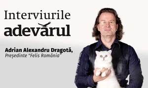 Și pisicile vor plăti TVA mărit mp4 thumbnail png