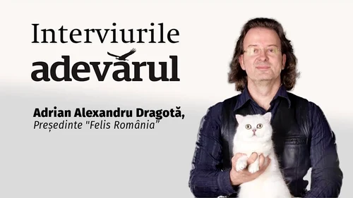 Și pisicile vor plăti TVA mărit mp4 thumbnail png