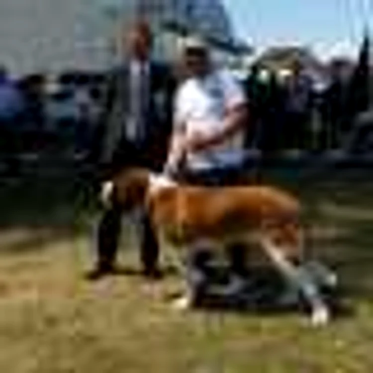 saint bernard