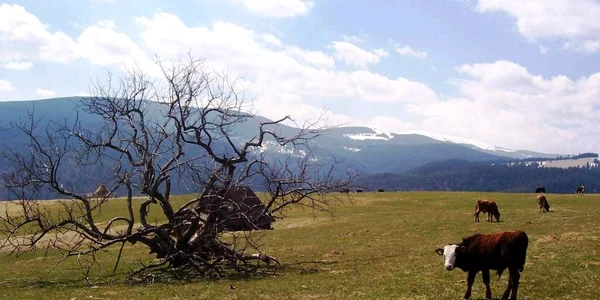 Târgu-Jiu: Bovină scoasă din hazna