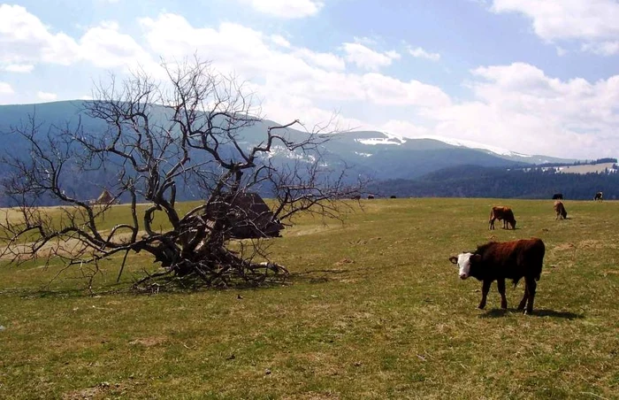 Târgu-Jiu: Bovină scoasă din hazna