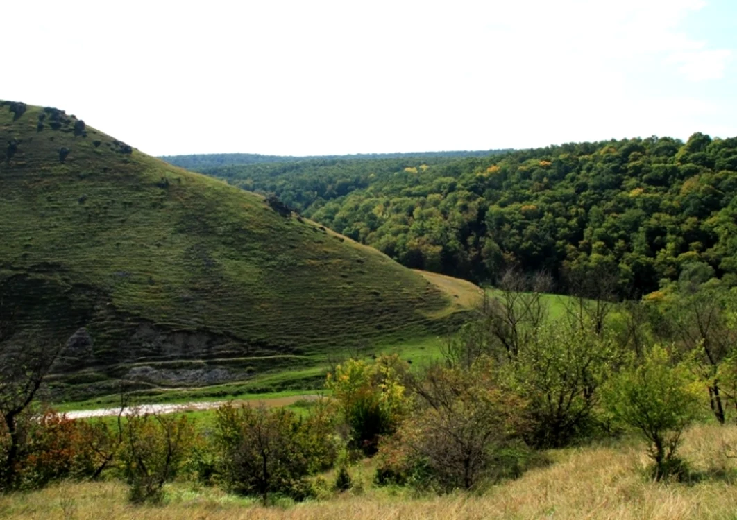padurile moldovei foto wikipedia