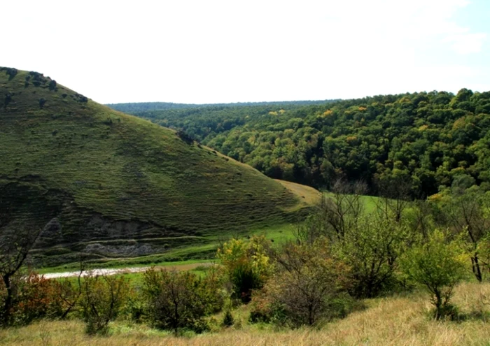 padurile moldovei foto wikipedia