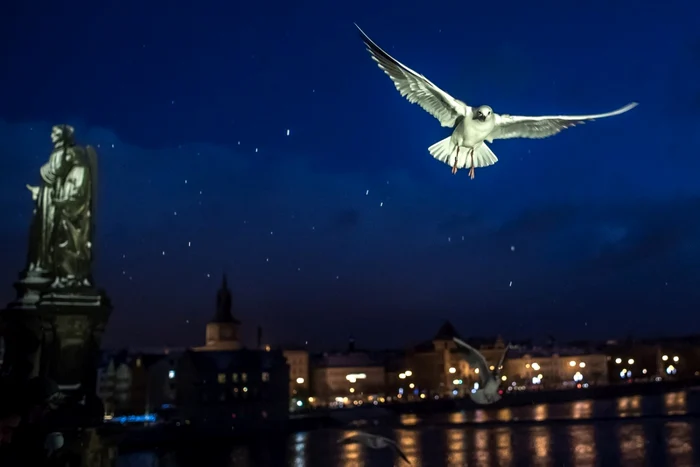 Un pescăruş zburând deasupra Podului Carol de pe râul Vltava din Praga FOTO EPA-EFE