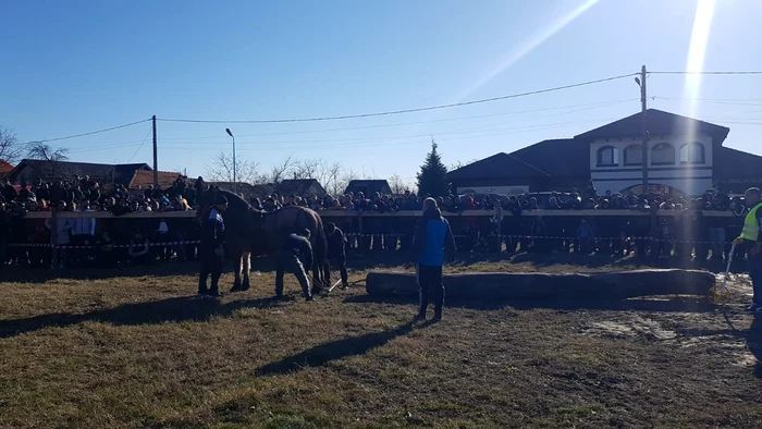 La proba de tracțiune, animalele au avut de tras un buștean de peste 600 kg FOTO: Roxana Mihalache