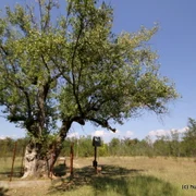 Petrache Lupu de la Maglavit (39) JPG