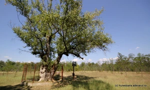 Petrache Lupu de la Maglavit (39) JPG