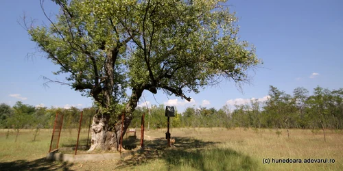 Petrache Lupu de la Maglavit (39) JPG