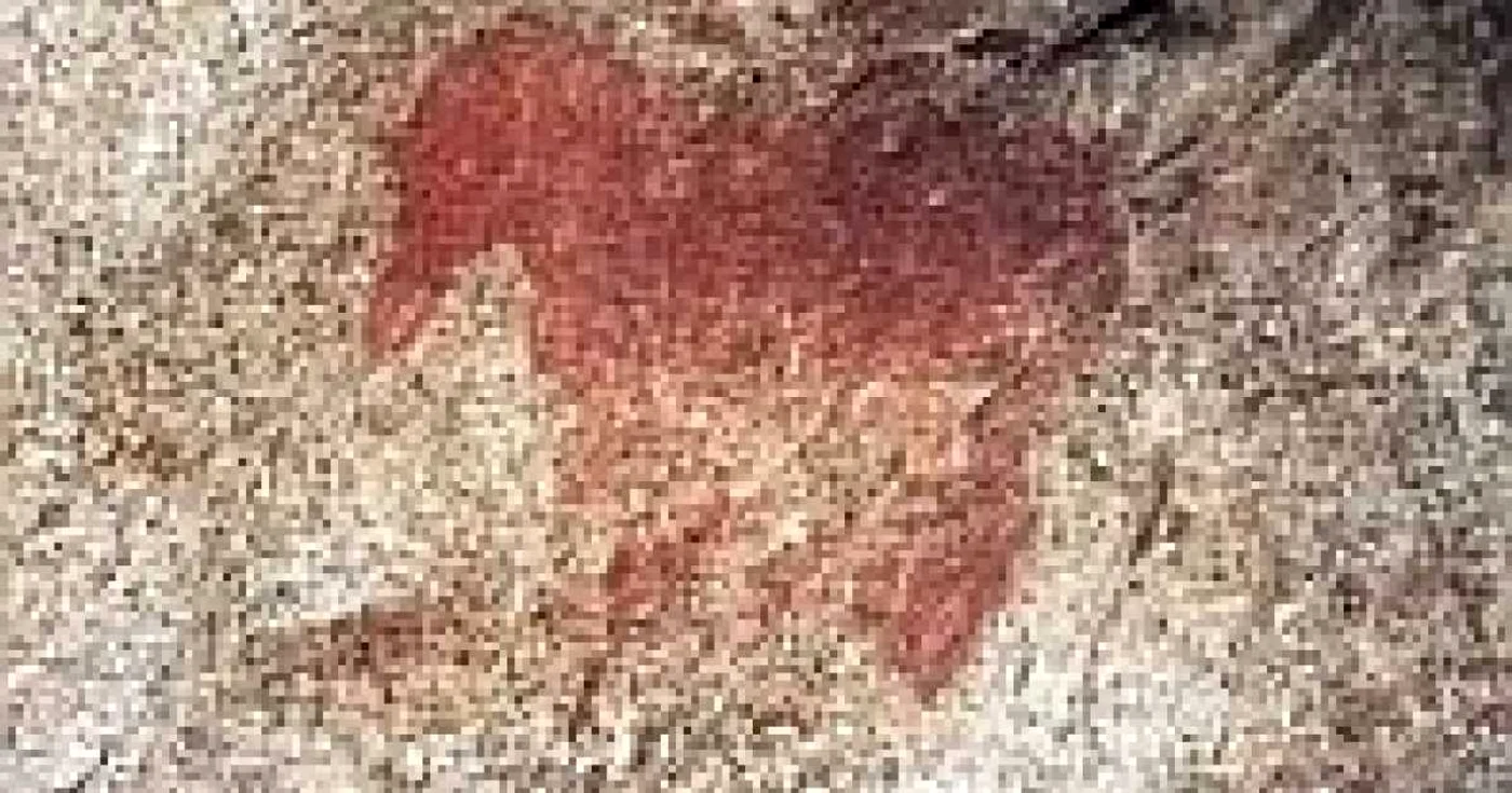 Calul de pe peretele Peşterii Cuciulat FOTO speotimis.ro