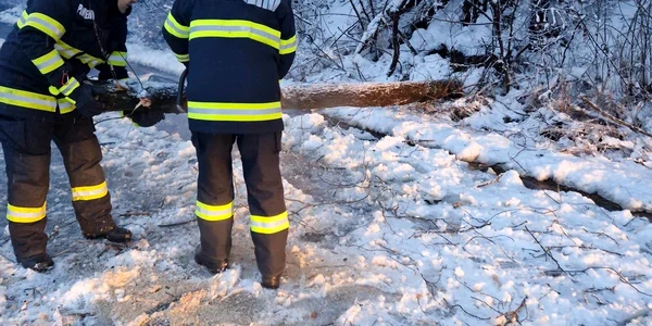 copaci carosabil 3 jpg