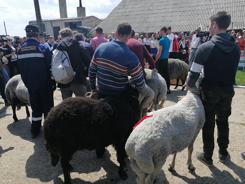Spectacol zoo la un mare târg din Moldova. Oamenii s-au bulucit la Popăuți, să cumpere produse tradiționale 