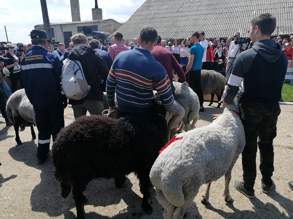 Berbeci din rasa karakul de Botoșani FOTO adevărul