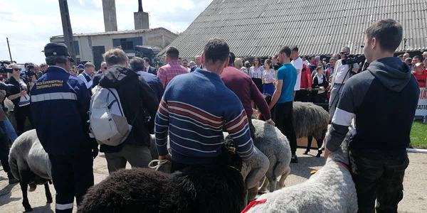 oi karakul 2 jpg