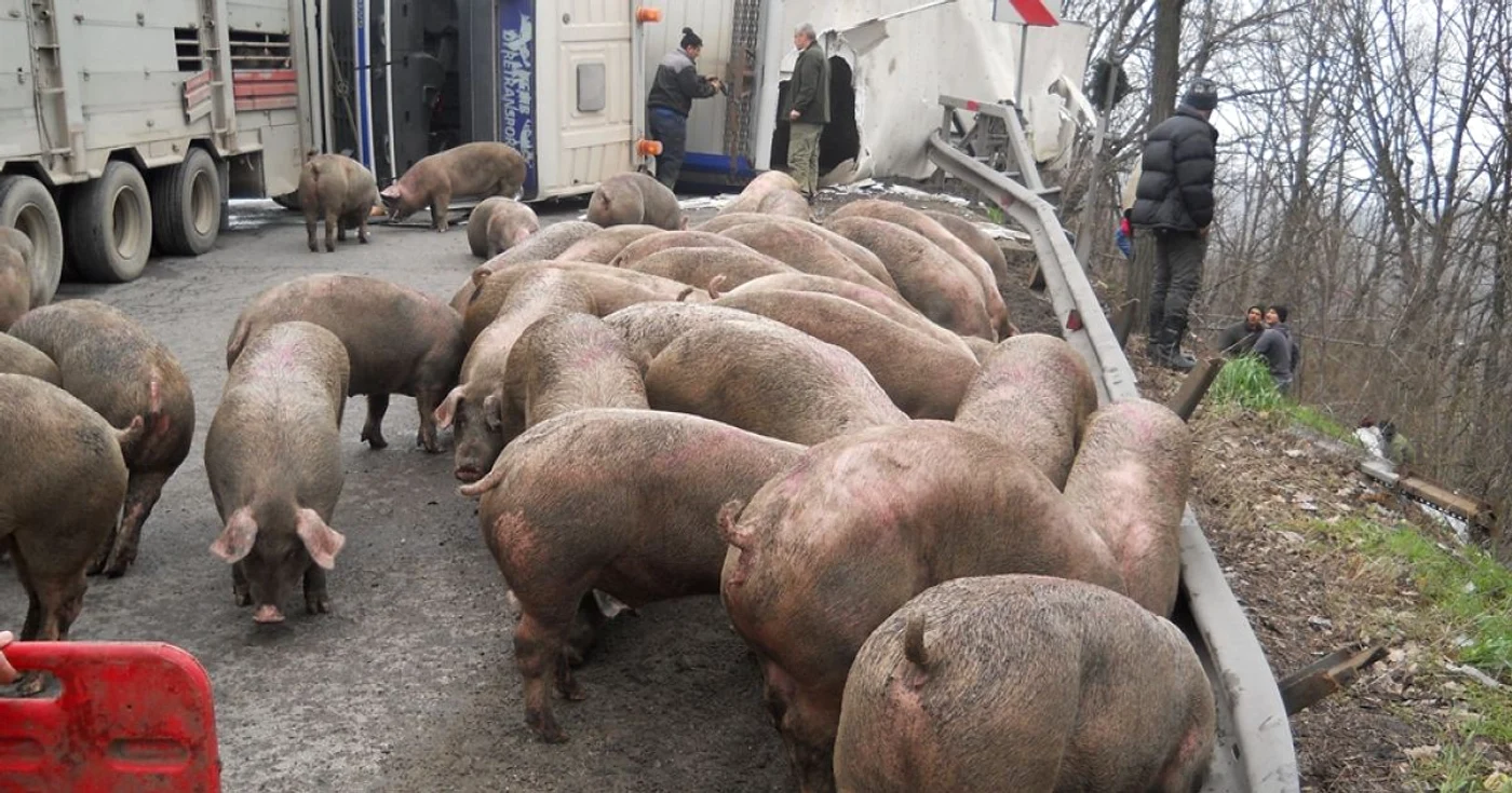 O parte dintre animale au ajuns pe şosea, iar celelalte au rămas captive    FOTO Laurenţiu Ionescu