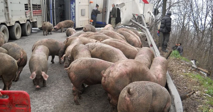 O parte dintre animale au ajuns pe şosea, iar celelalte au rămas captive    FOTO Laurenţiu Ionescu