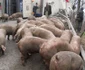 porci rasturnati