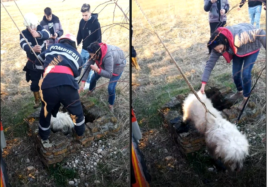 Ciobănesc mioritic salvat dintr-un canal de colectare a apelor pluviale în Drăgăşani - Vâlcea Foto colaj captură video