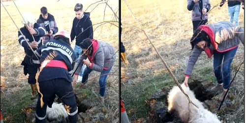 Ciobănesc mioritic salvat dintr-un canal de colectare a apelor pluviale în Drăgăşani - Vâlcea Foto colaj captură video