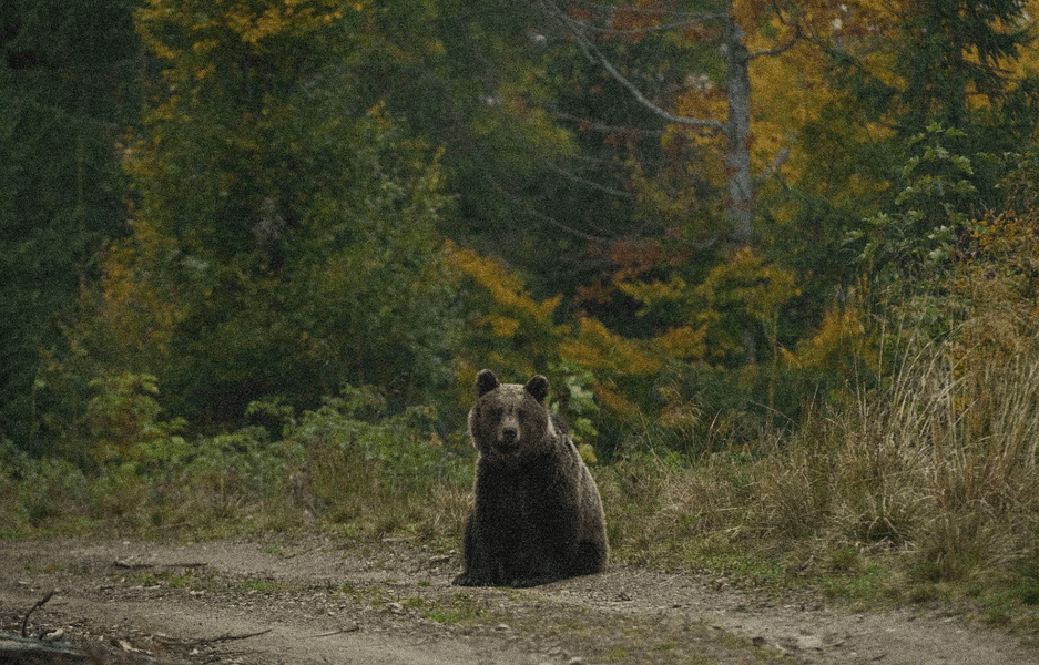 Urșii care atacă gospodăriile și ucid animale, identificați prin probe ADN