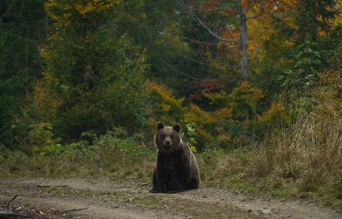 Un bărbat a fost atacat de un urs în Sovata. Foto: Click.