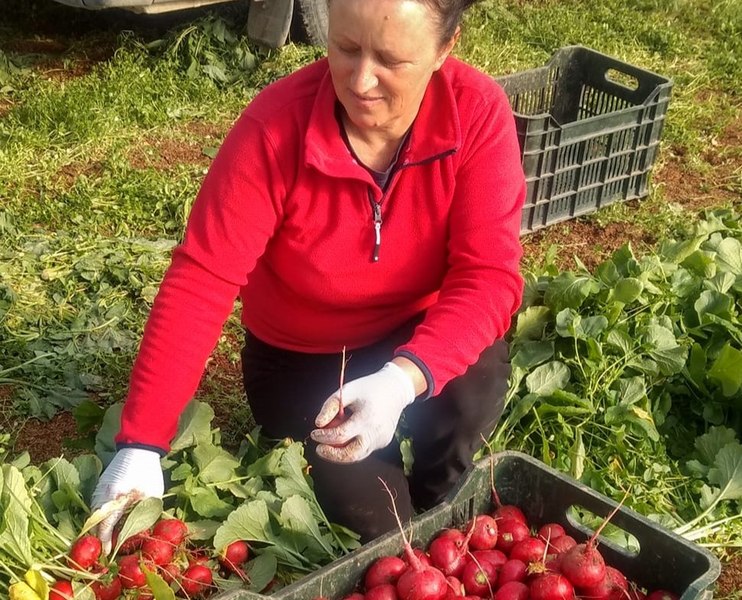 Harta de toamnă a Dâmboviței. Ce bunătăți găsești, direct de la femieri, în satele unde se muncesc ogoarele