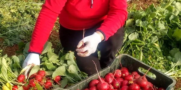 Magda Cristian, legumicultoare din Băleni. FOTO Facebook