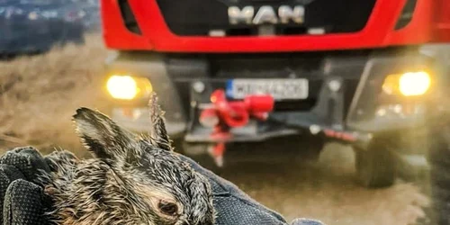 iepure salvat din incendiu