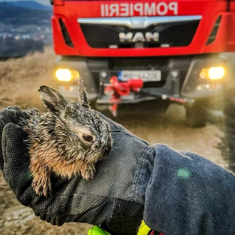 Sursa ISU Dâmboviţa