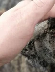 Un urs de peșteră perfect conservat, descoperit pe o insulă izolată din Oceanul Arctic | FOTO jpeg