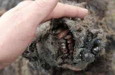 Un urs de peșteră perfect conservat, descoperit pe o insulă izolată din Oceanul Arctic | FOTO jpeg
