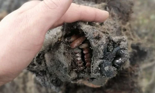 Un urs de peșteră perfect conservat, descoperit pe o insulă izolată din Oceanul Arctic | FOTO jpeg