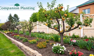 Pomi și arbuști fructiferi în grădină Foto Homegrown garden com jpg