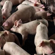 ferma crescatorie porci foto shutterstock