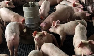 ferma crescatorie porci foto shutterstock